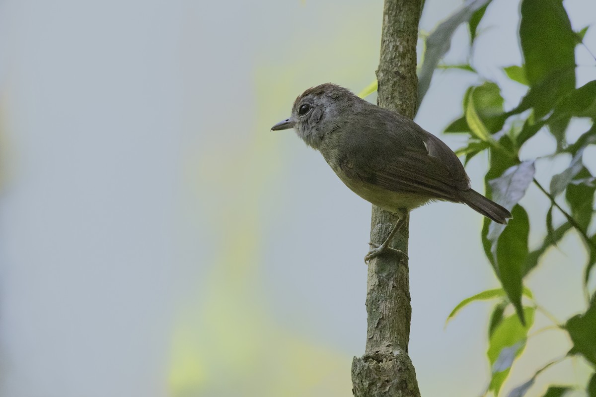 Plain Antvireo - ML270374101