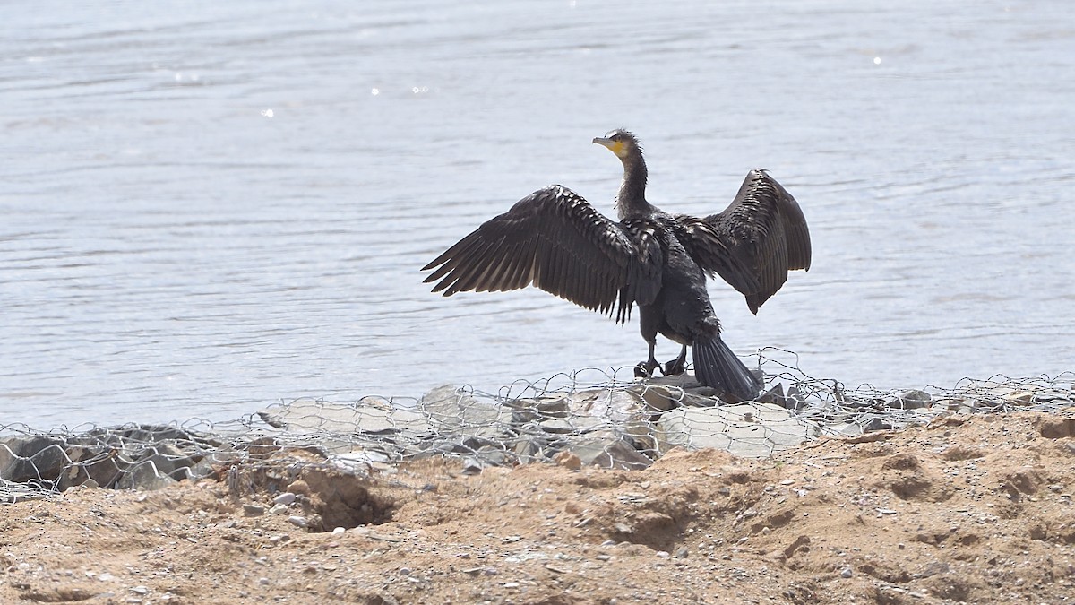 Great Cormorant - ML270374111