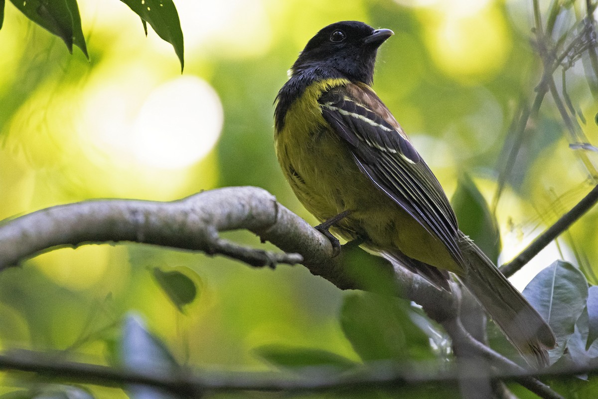 Hooded Berryeater - ML270374191