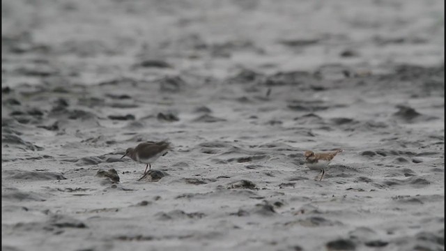 Temminck's Stint - ML270374431