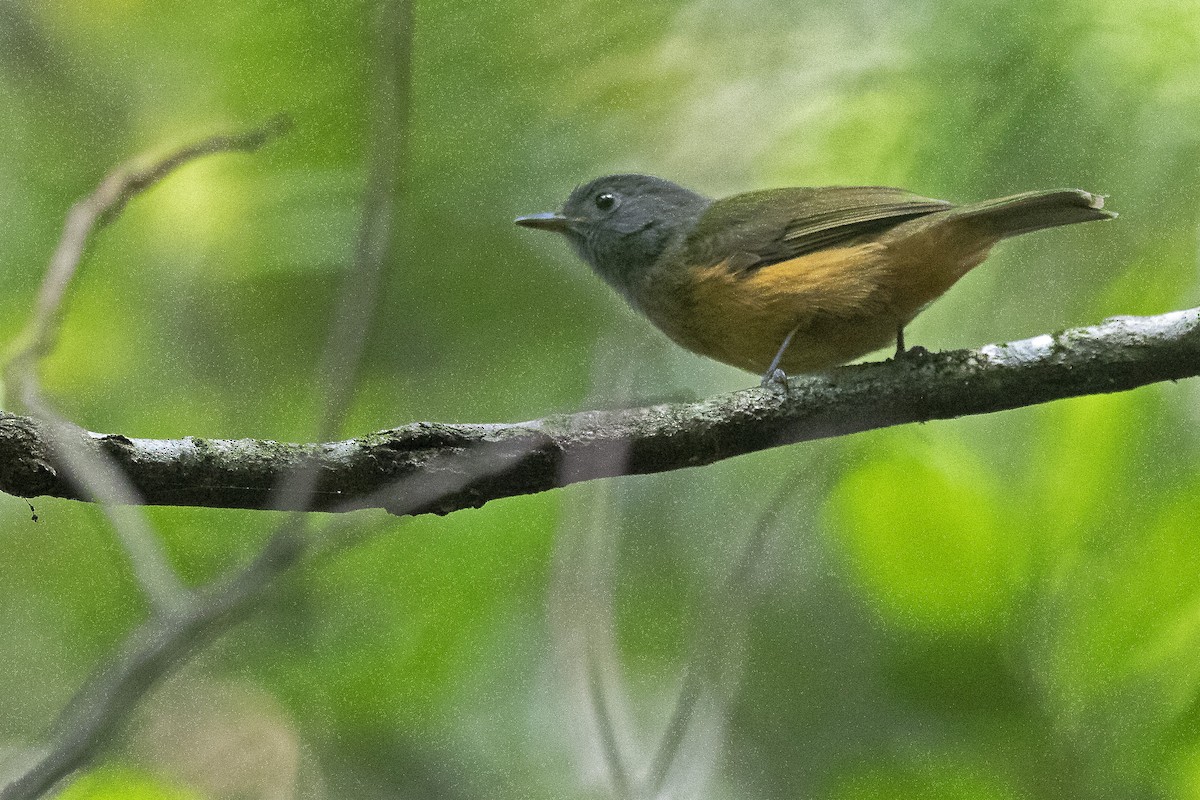 Gray-hooded Flycatcher - ML270374471