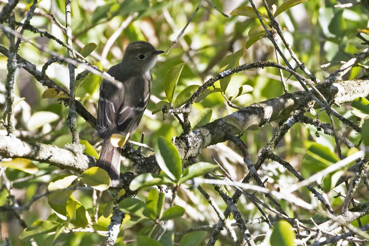 Small-billed Elaenia - ML270374511