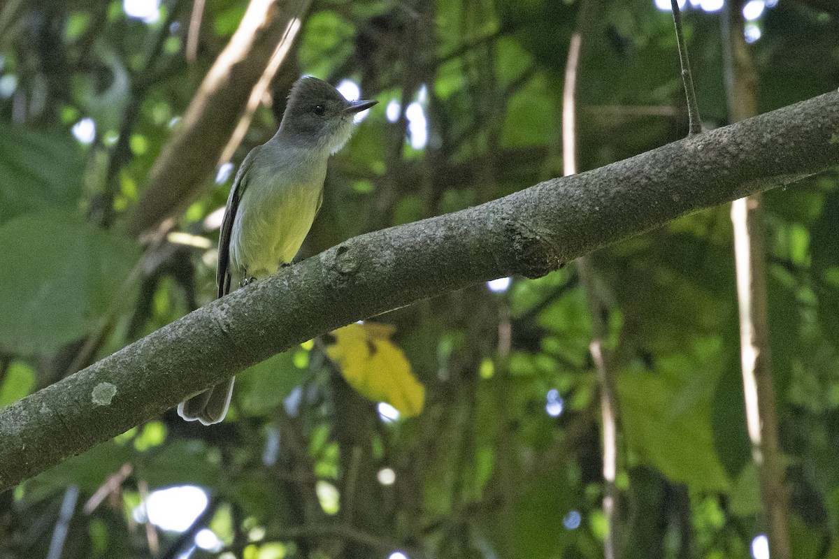 Swainson's Flycatcher - ML270374581