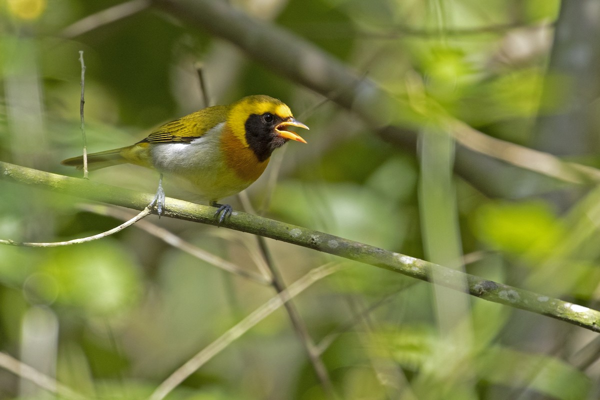 Guira Tanager - ML270374861