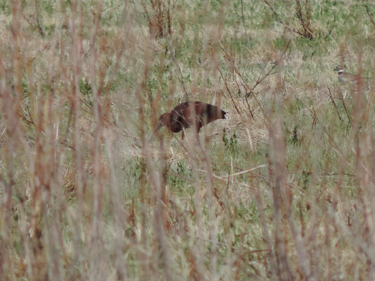 ibis americký - ML27037491