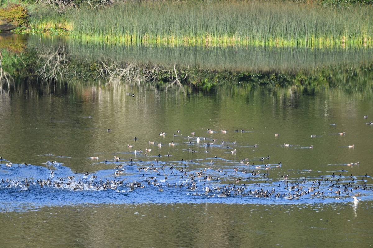 American Wigeon - ML270374971