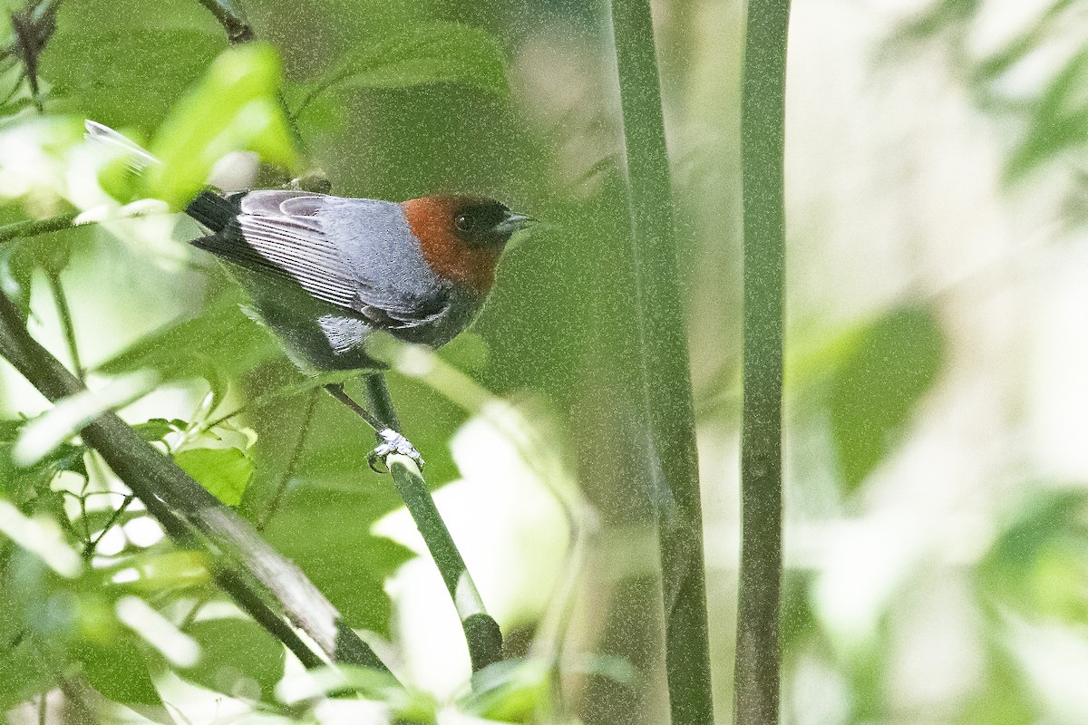 Chestnut-headed Tanager - ML270374981