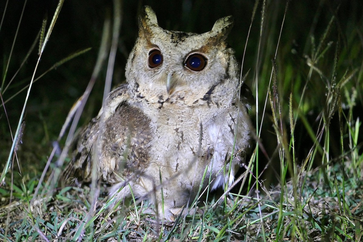 Collared Scops-Owl - Matthew Crawford