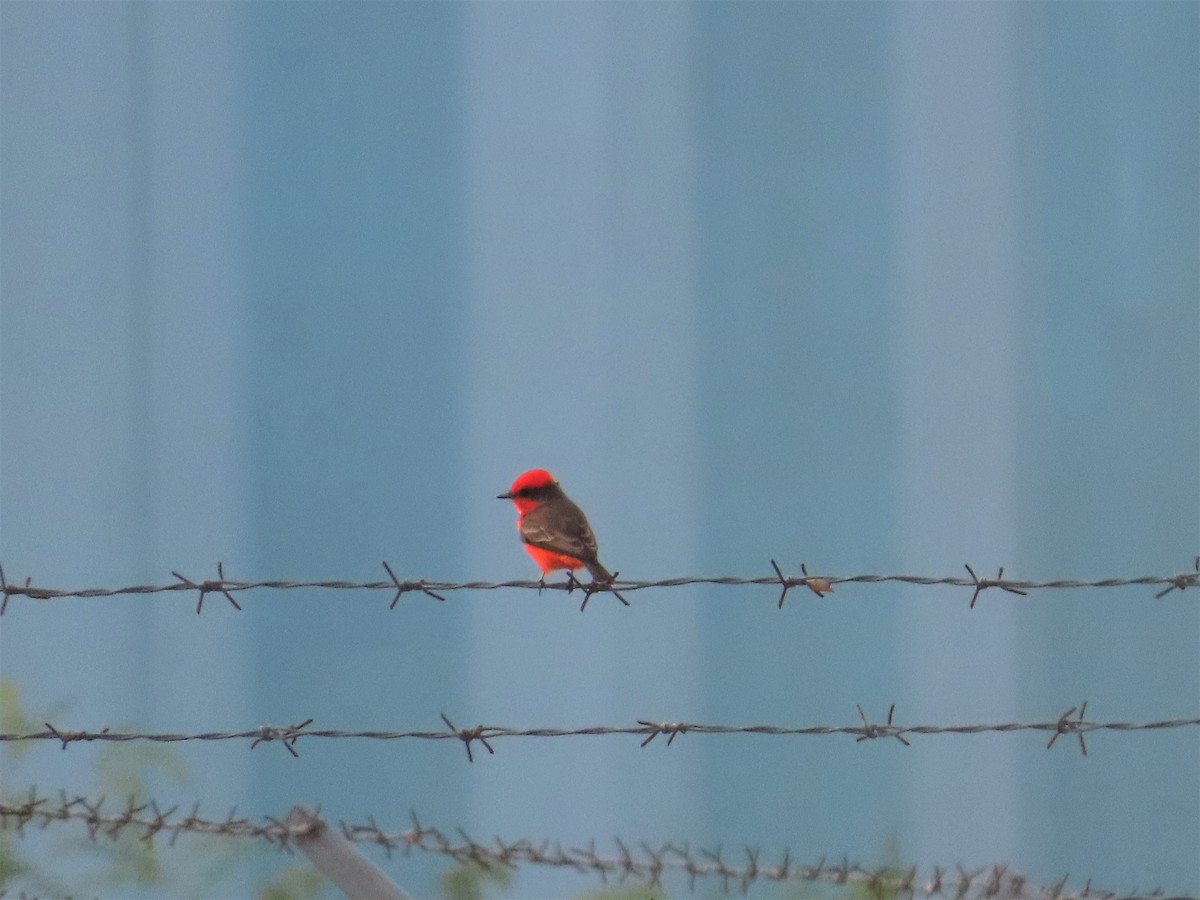 Vermilion Flycatcher - ML270375531