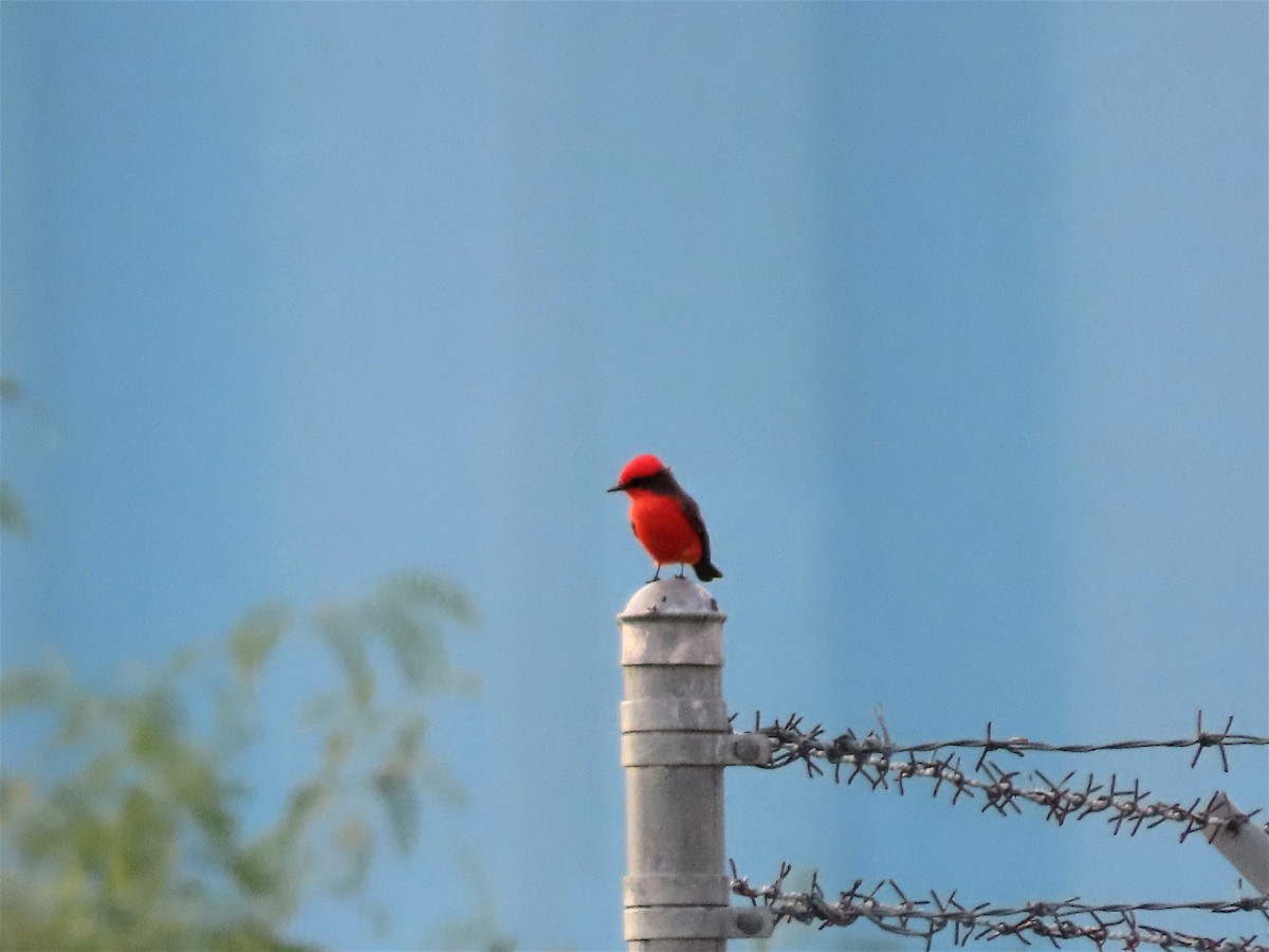 Vermilion Flycatcher - Holly Cox