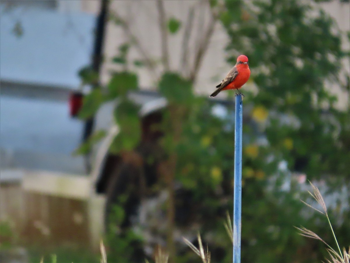 Vermilion Flycatcher - Holly Cox