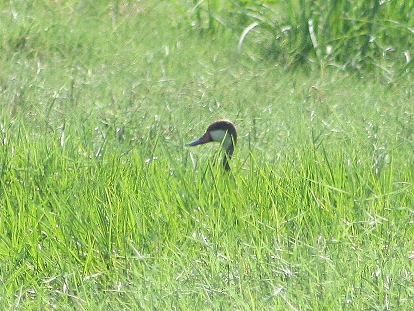 White-cheeked Pintail - ML270377311