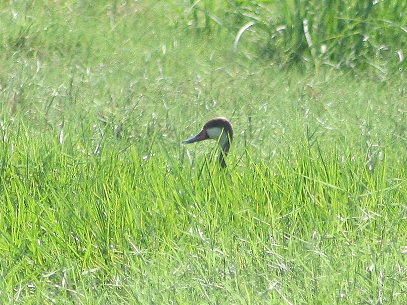 White-cheeked Pintail - ML270377311