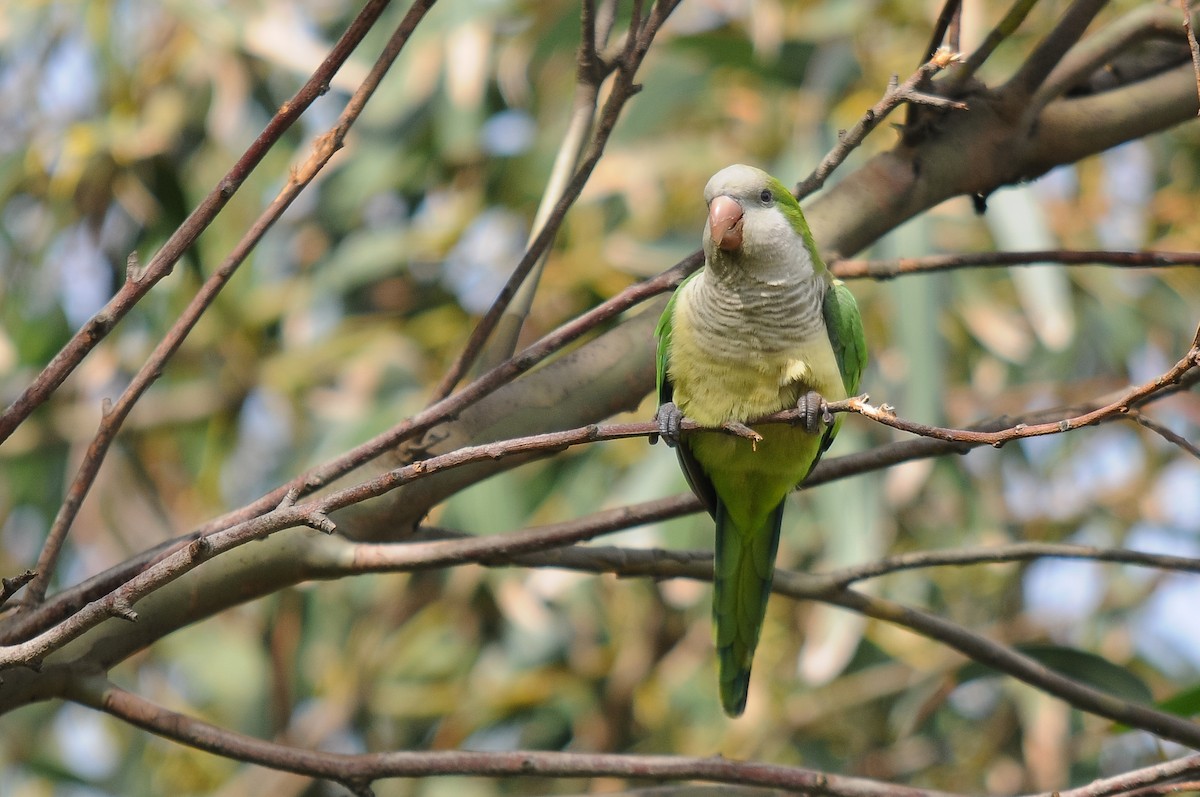 Monk Parakeet - Augusto Faustino