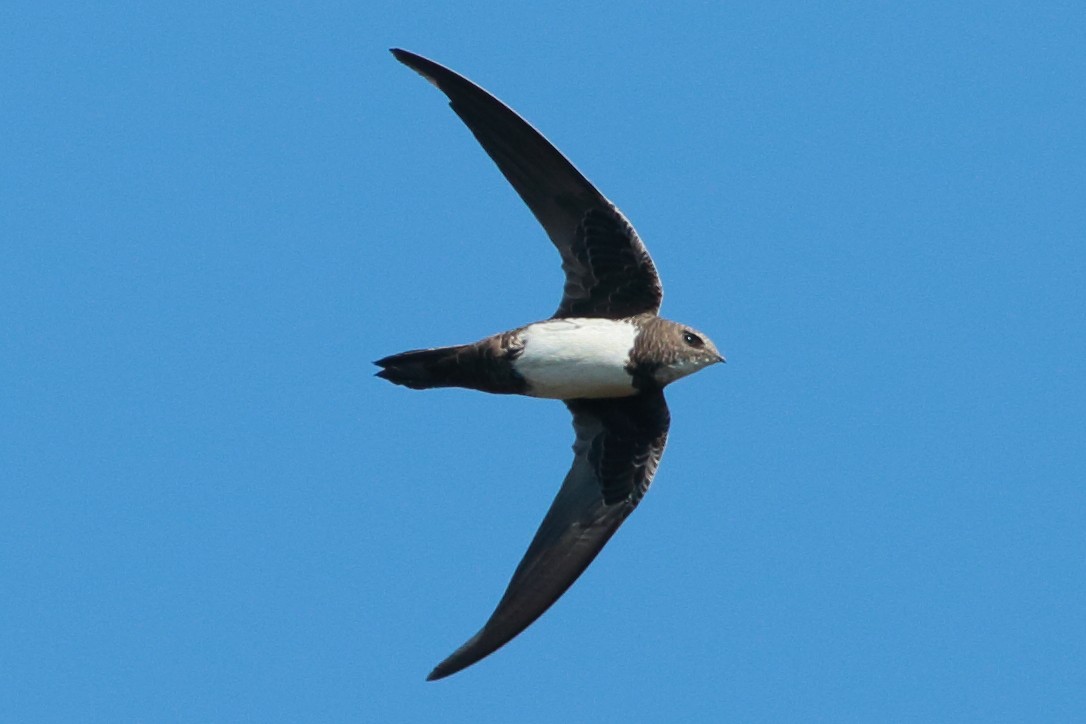 Alpine Swift - ML270378391