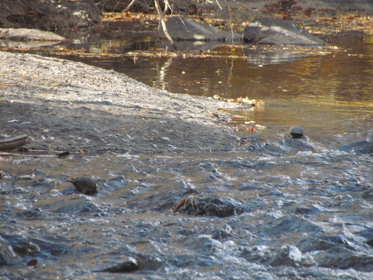 American Dipper - ML270379801