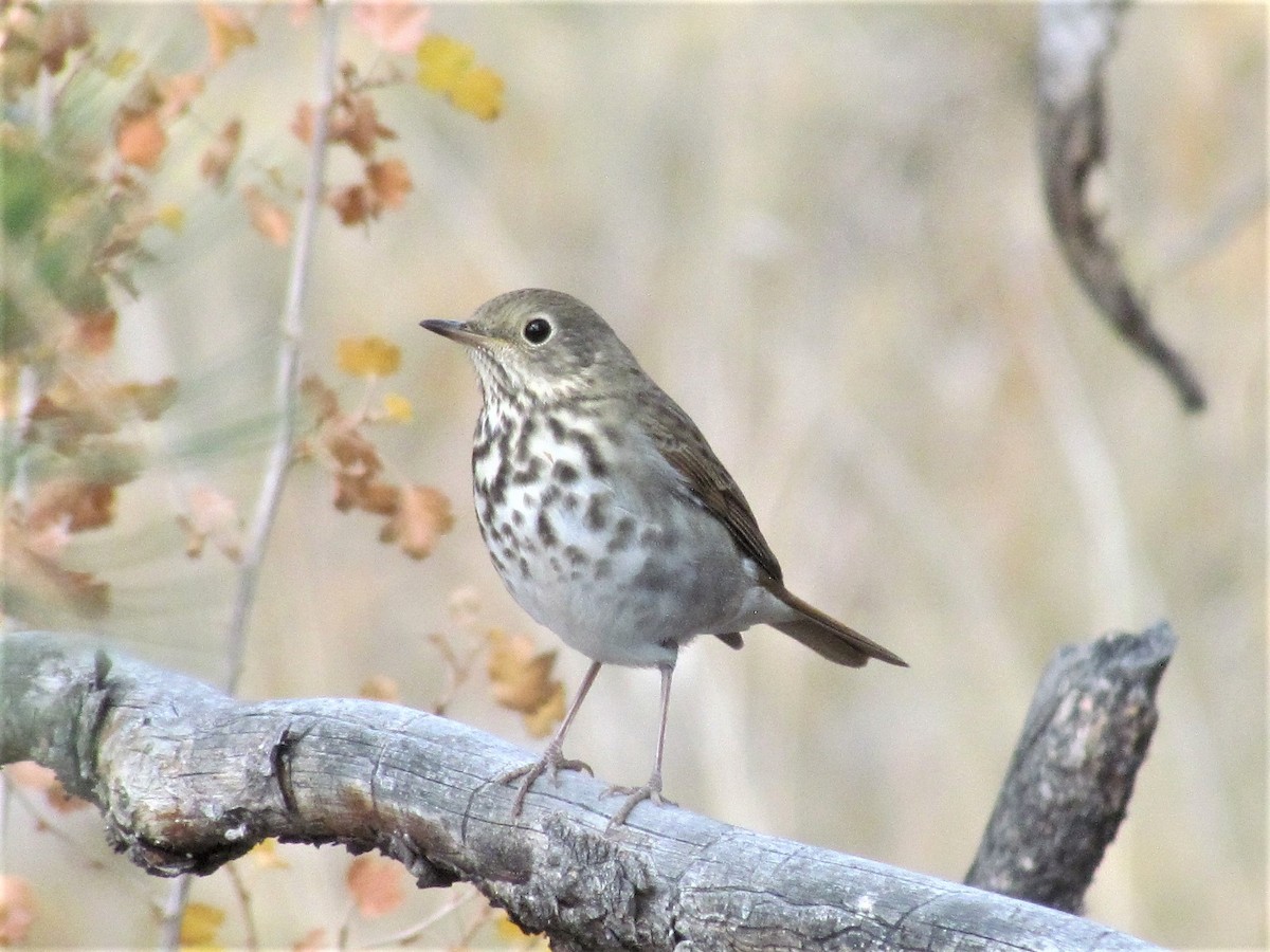 Hermit Thrush - ML270380351