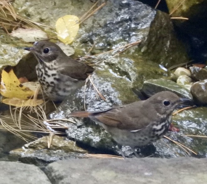 Hermit Thrush - ML270380531