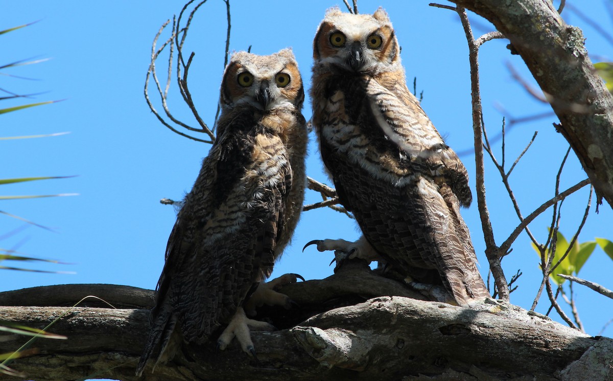 Great Horned Owl - Gary Leavens