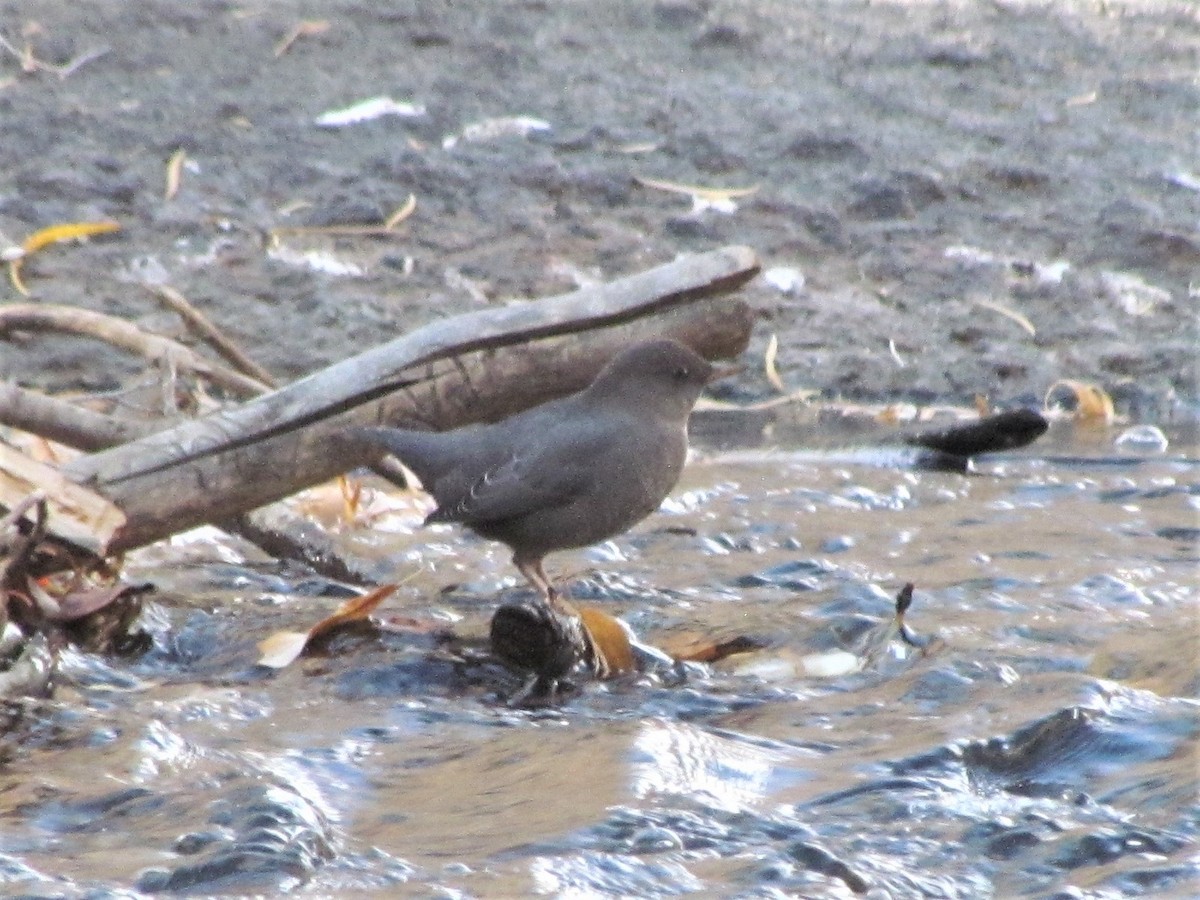 American Dipper - ML270380861