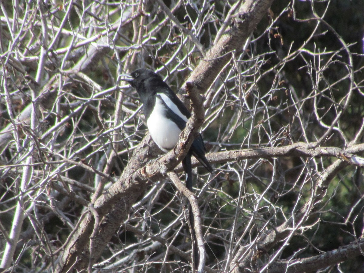 Black-billed Magpie - ML270380891