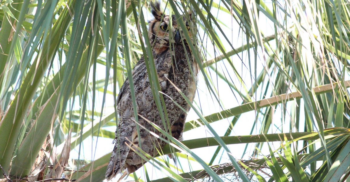 Great Horned Owl - Gary Leavens