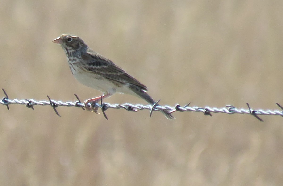 Vesper Sparrow - ML270381061