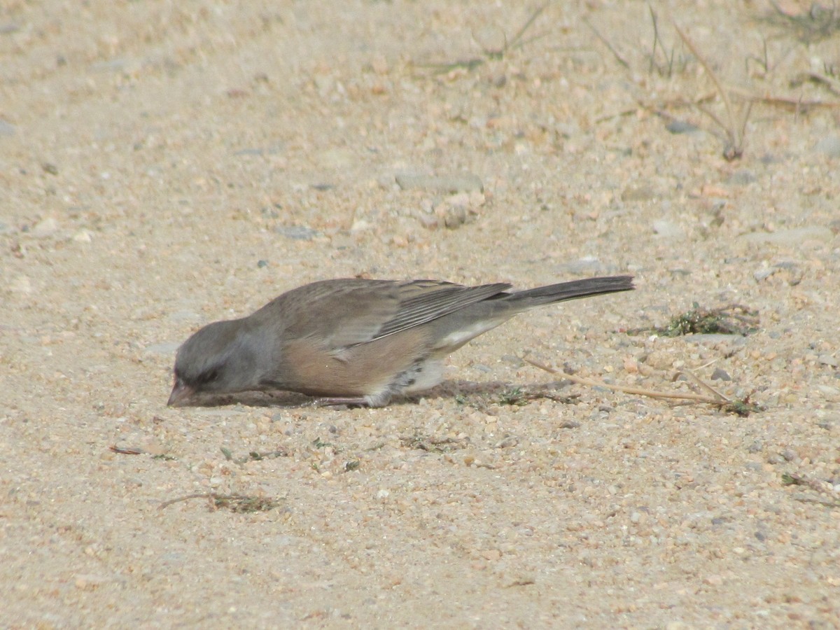 Dark-eyed Junco (Pink-sided) - ML270381161