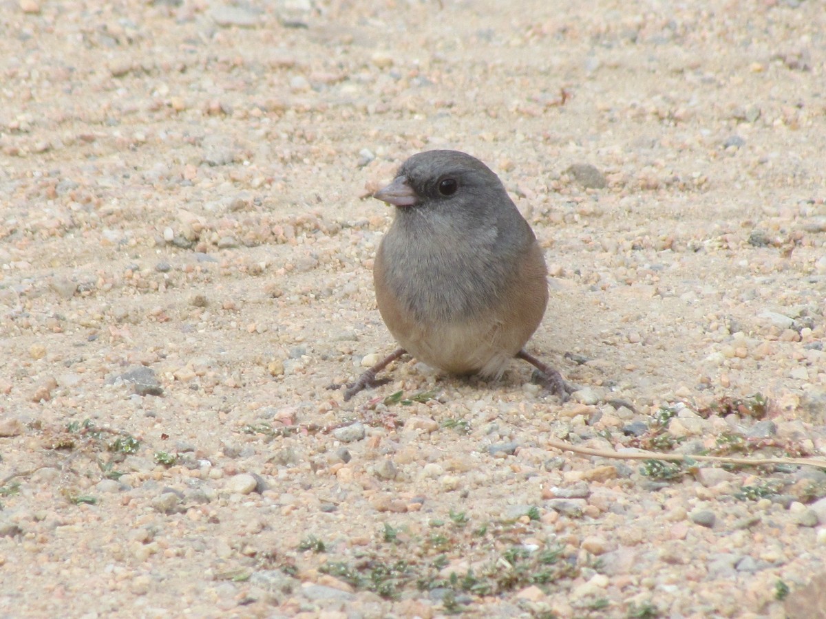 Dark-eyed Junco (Pink-sided) - ML270381201