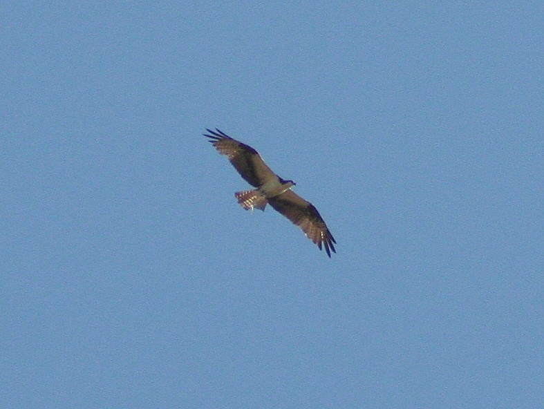 Águila Pescadora - ML270382331