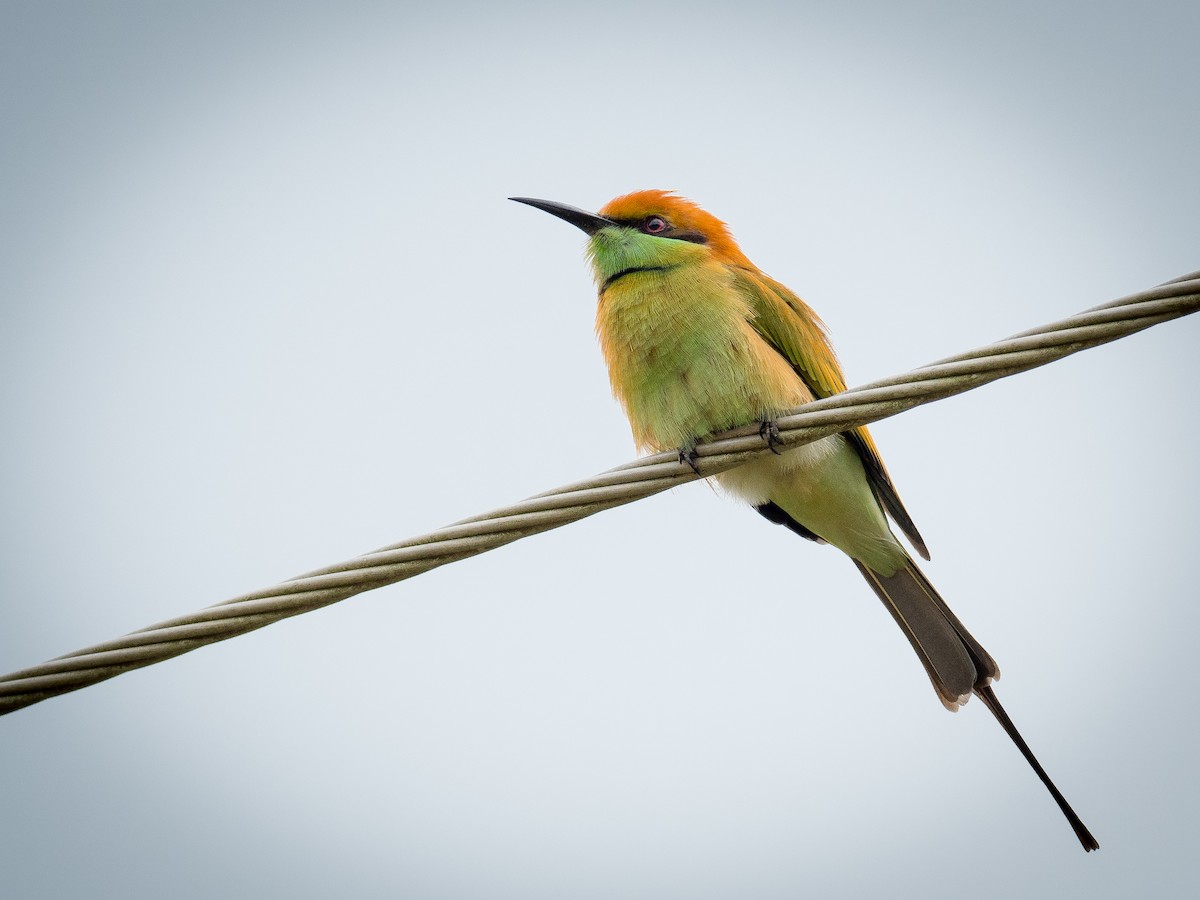 Asian Green Bee-eater - ML270382971