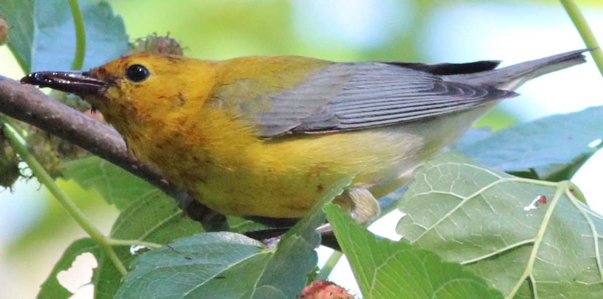 Prothonotary Warbler - Gary Leavens