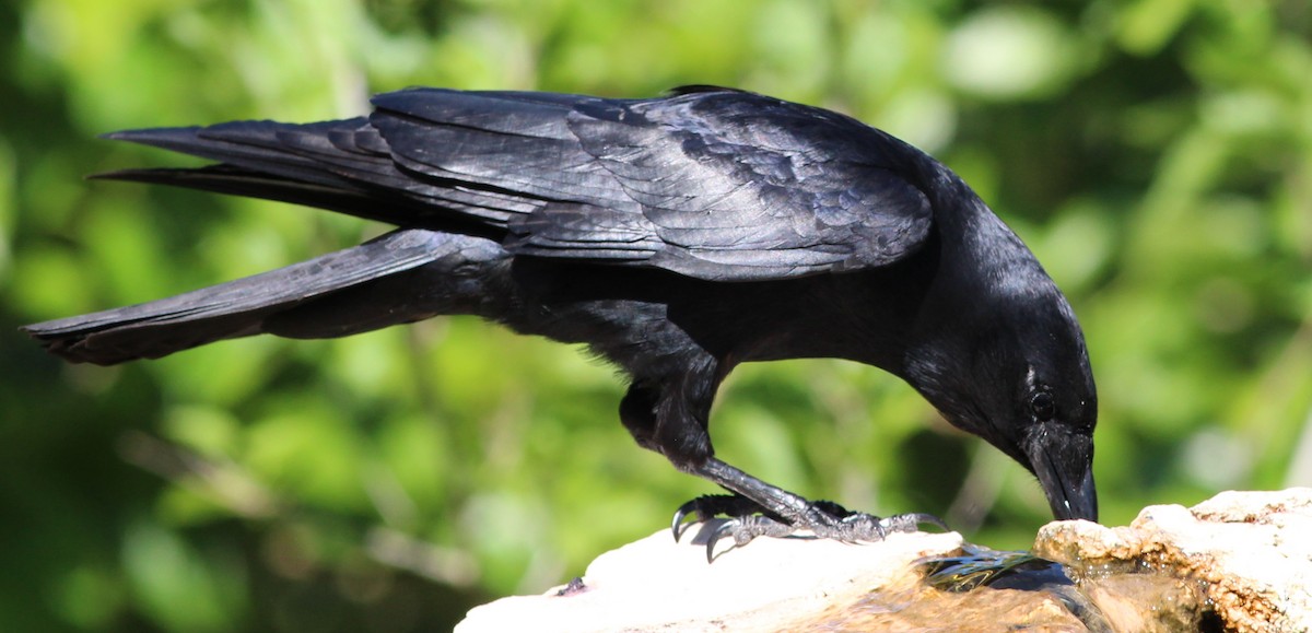 Fish Crow - Gary Leavens