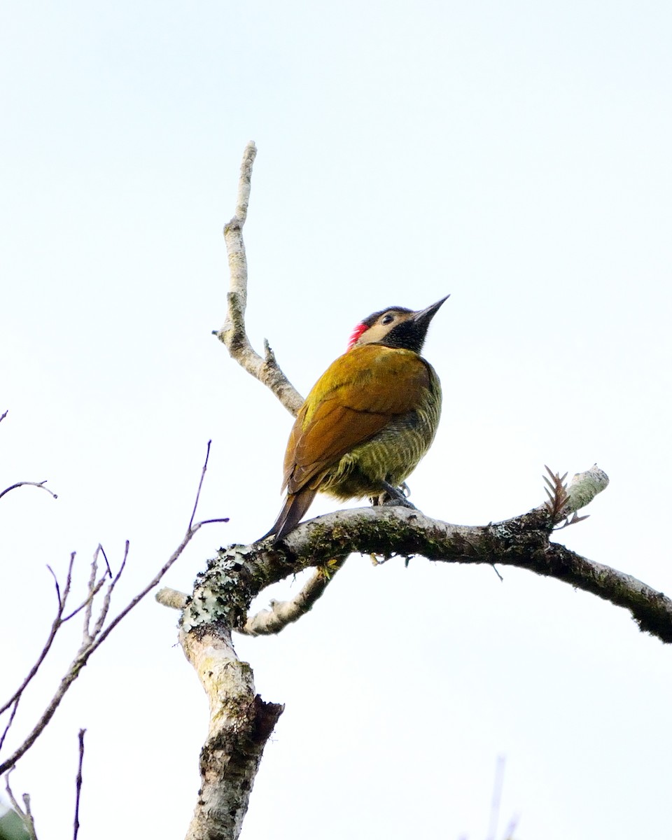 Golden-olive Woodpecker - ML27038591