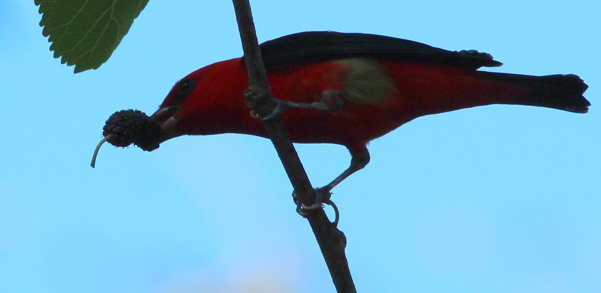 Scarlet Tanager - Gary Leavens
