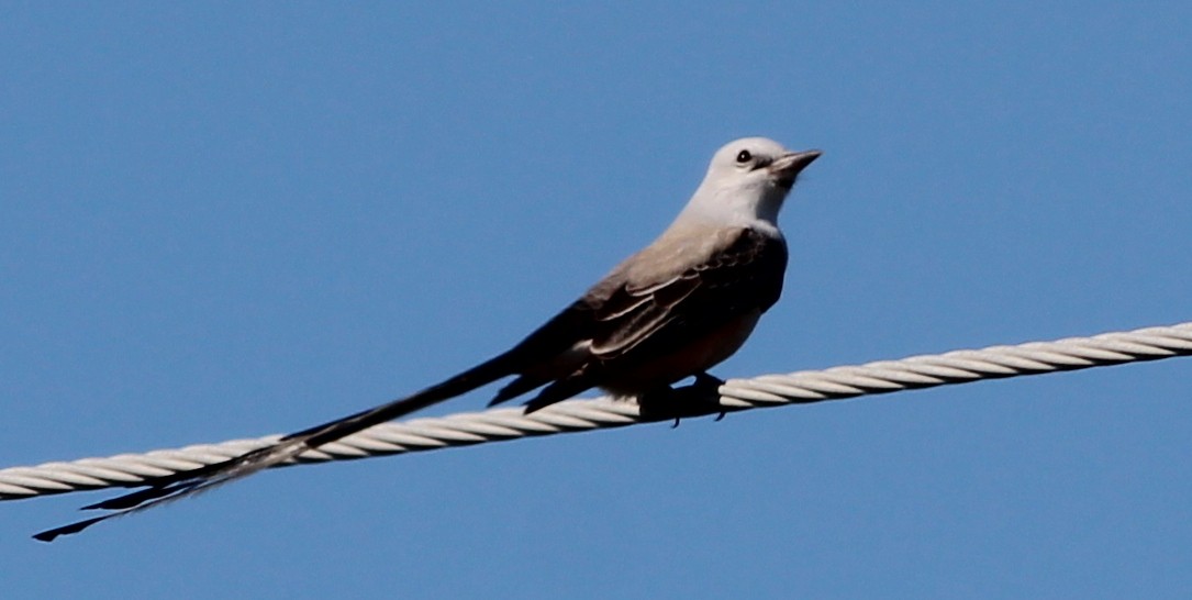 Scissor-tailed Flycatcher - Gary Leavens