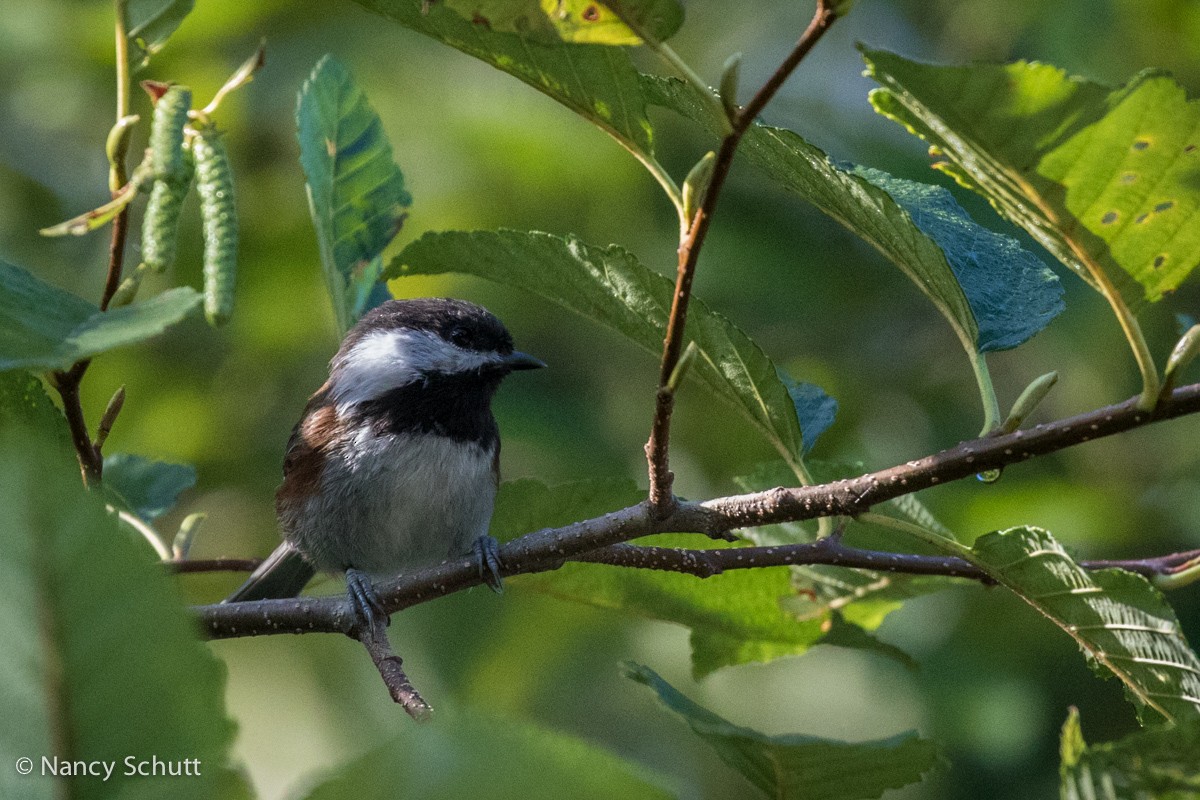 Chestnut-backed Chickadee - ML270387981