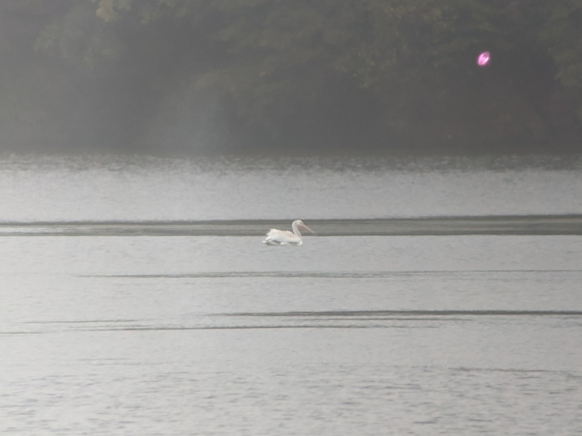 American White Pelican - ML270390091