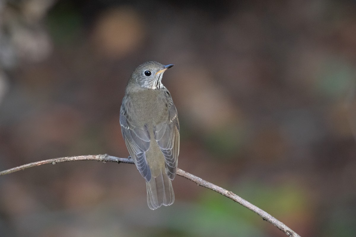 Gray-cheeked Thrush - ML270390251