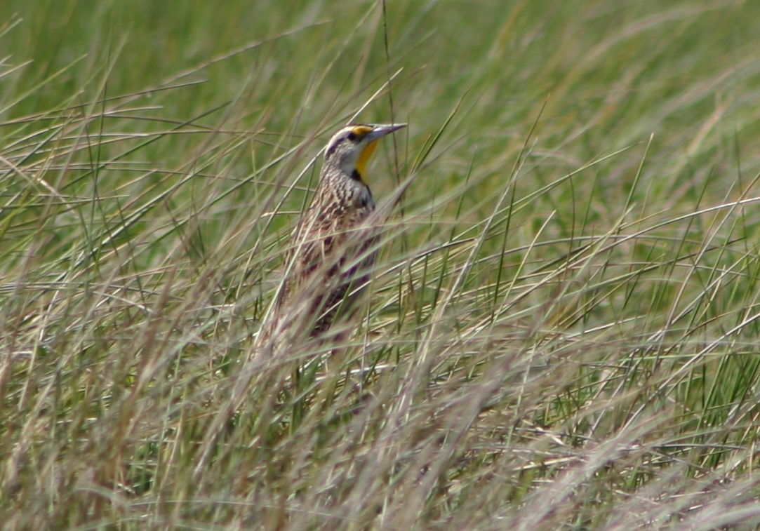 Eastern Meadowlark - ML27039171