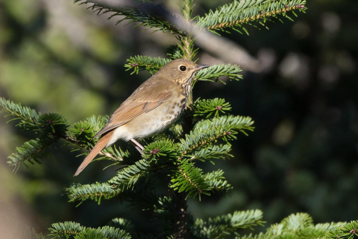 Hermit Thrush - ML270392051