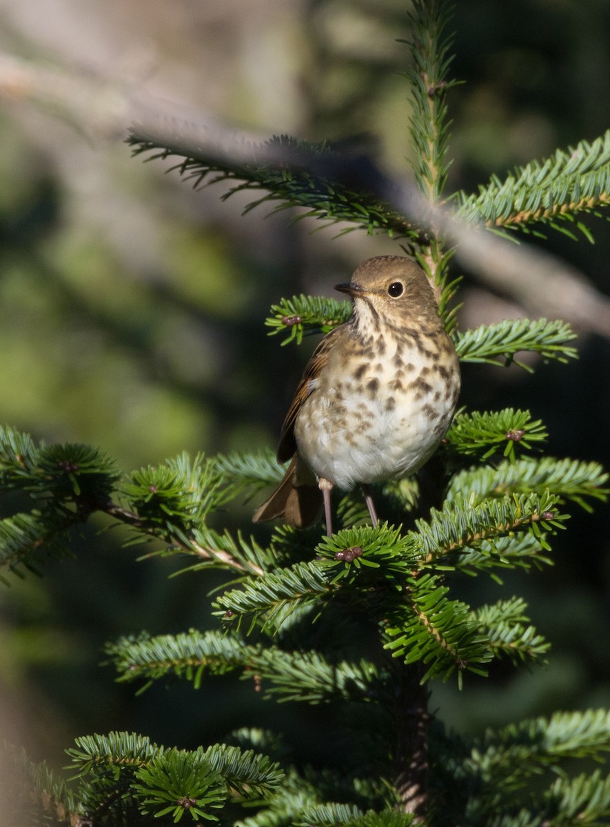 Hermit Thrush - ML270392061