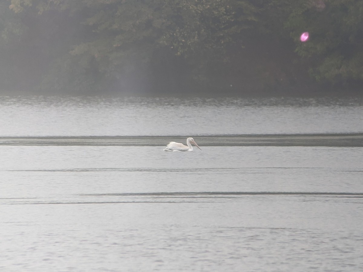 American White Pelican - ML270392461