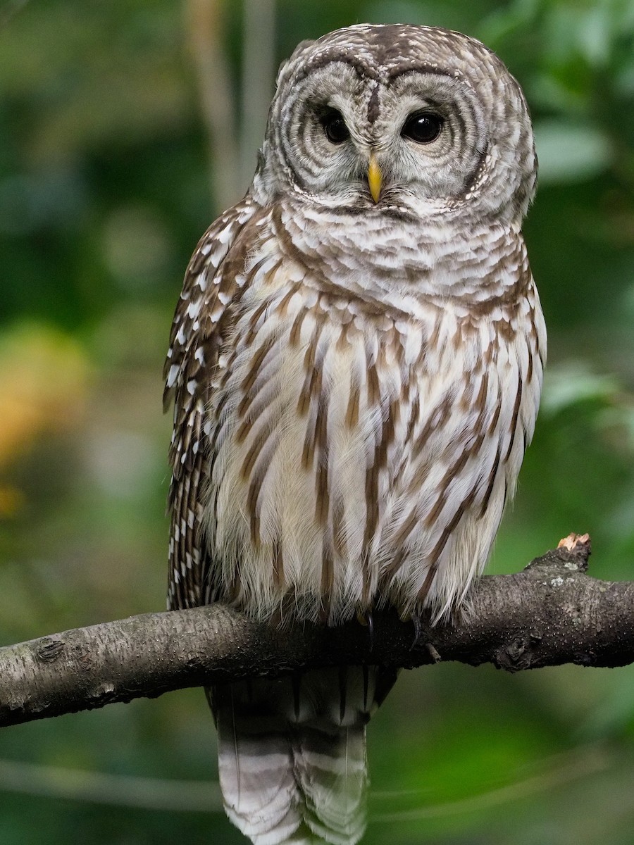 Barred Owl - ML270393181