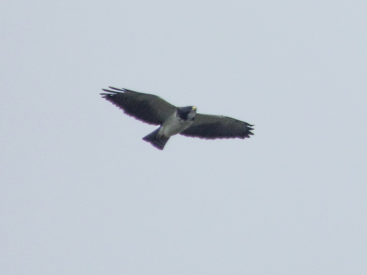 Short-tailed Hawk - ML270393251