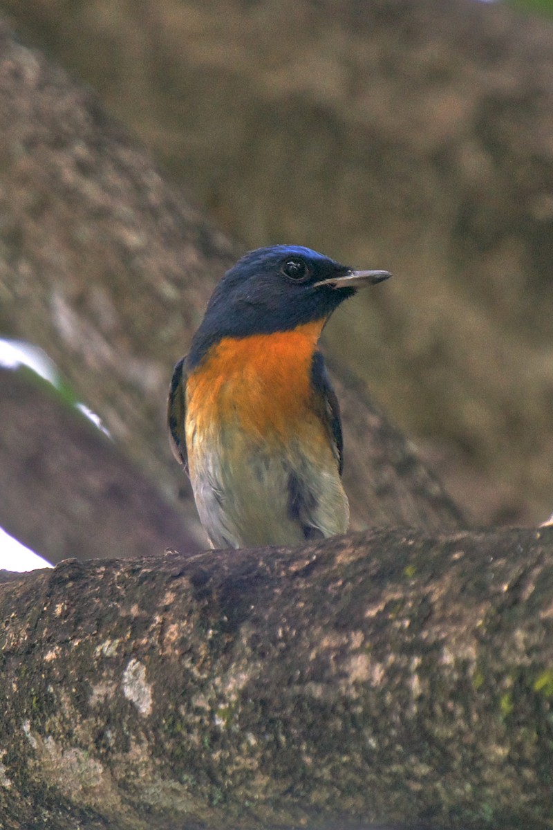 Blue-throated/Chinese Blue Flycatcher - ML270393301