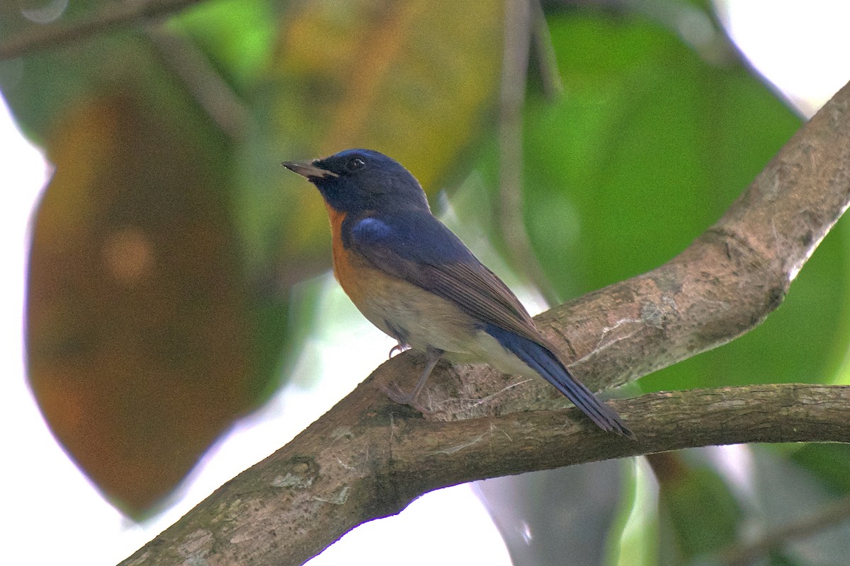 Blue-throated/Chinese Blue Flycatcher - ML270393371