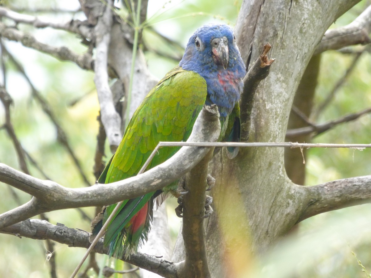 Blue-headed Parrot - ML270393761