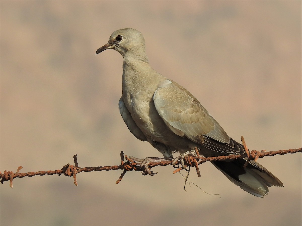 Eurasian Collared-Dove - Stephen Taylor