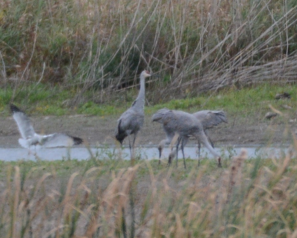 Sandhill Crane - ML270397271